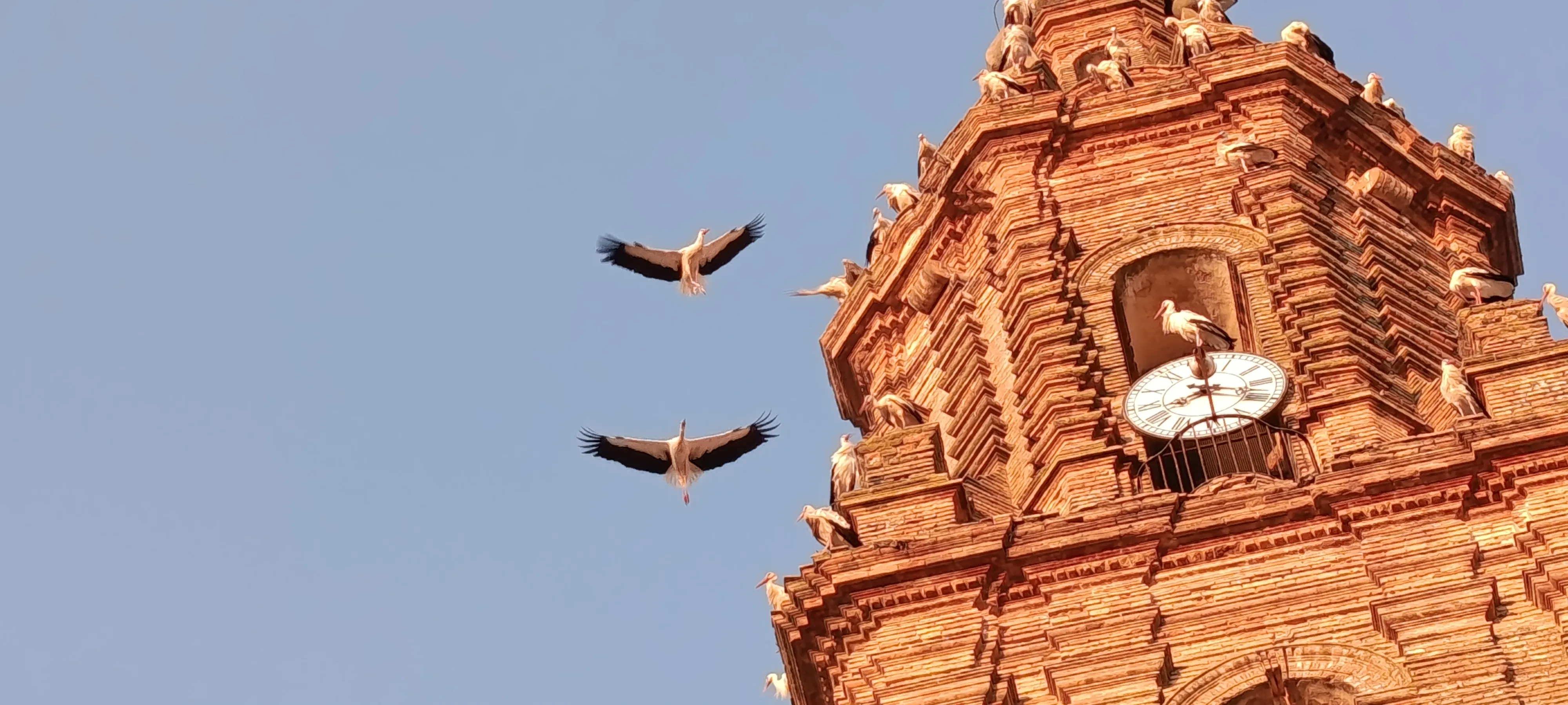 Avistamiento de cigüeñas parando en la Torre de la Iglesia de la Asunción y otros campanarios del pueblo.. Avistamiento de cigüeñas parando en la Torre de la Iglesia de la Asunción y otros campanarios del pueblo..