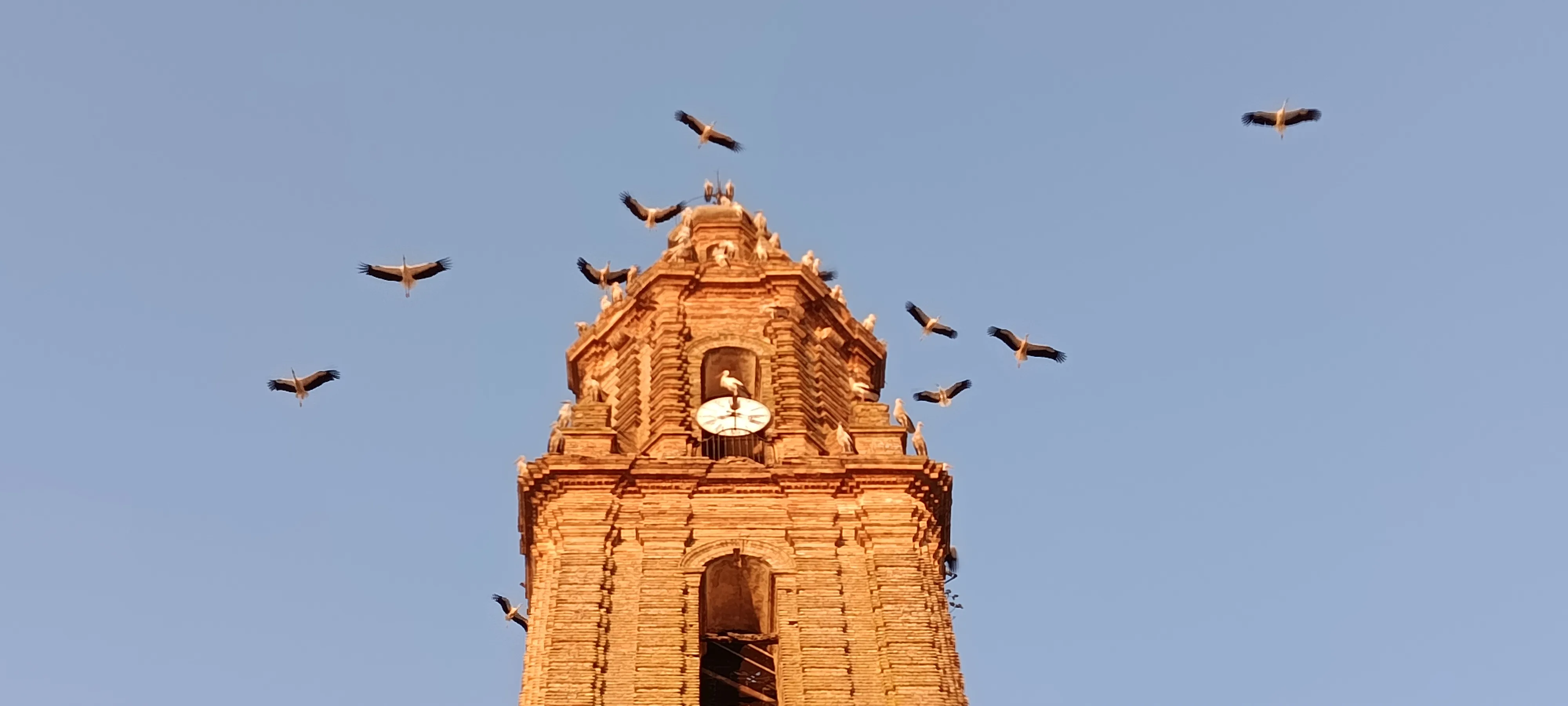 Avistamiento de cigüeñas parando en la Torre de la Iglesia de la Asunción y otros campanarios del pueblo.. Avistamiento de cigüeñas parando en la Torre de la Iglesia de la Asunción y otros campanarios del pueblo..