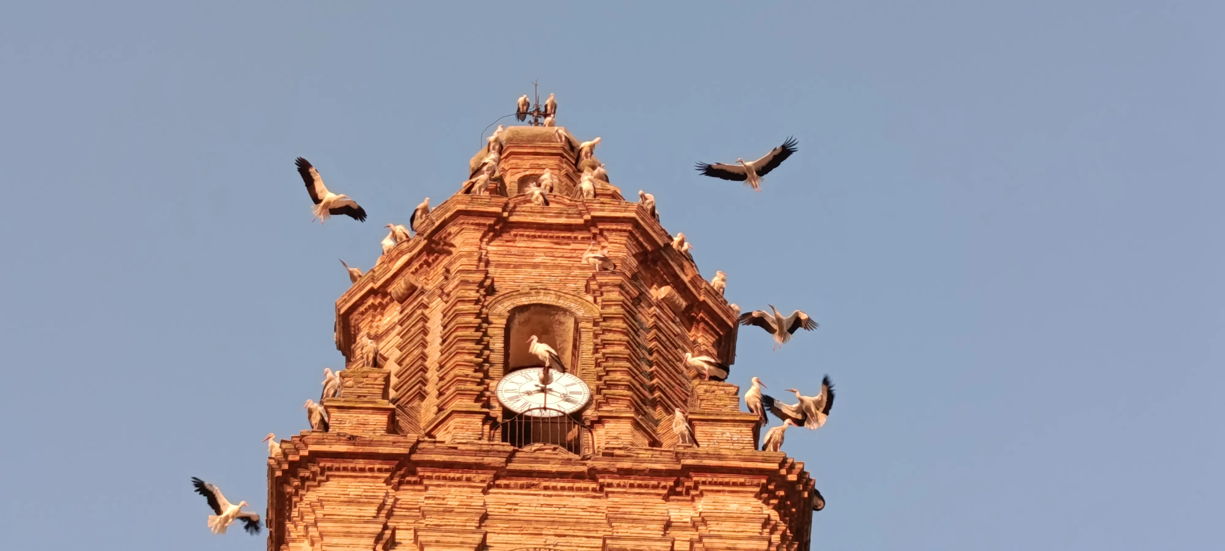 Avistamiento de cigüeñas parando en la Torre de la Iglesia de la Asunción y otros campanarios del pueblo.. Avistamiento de cigüeñas parando en la Torre de la Iglesia de la Asunción y otros campanarios del pueblo..