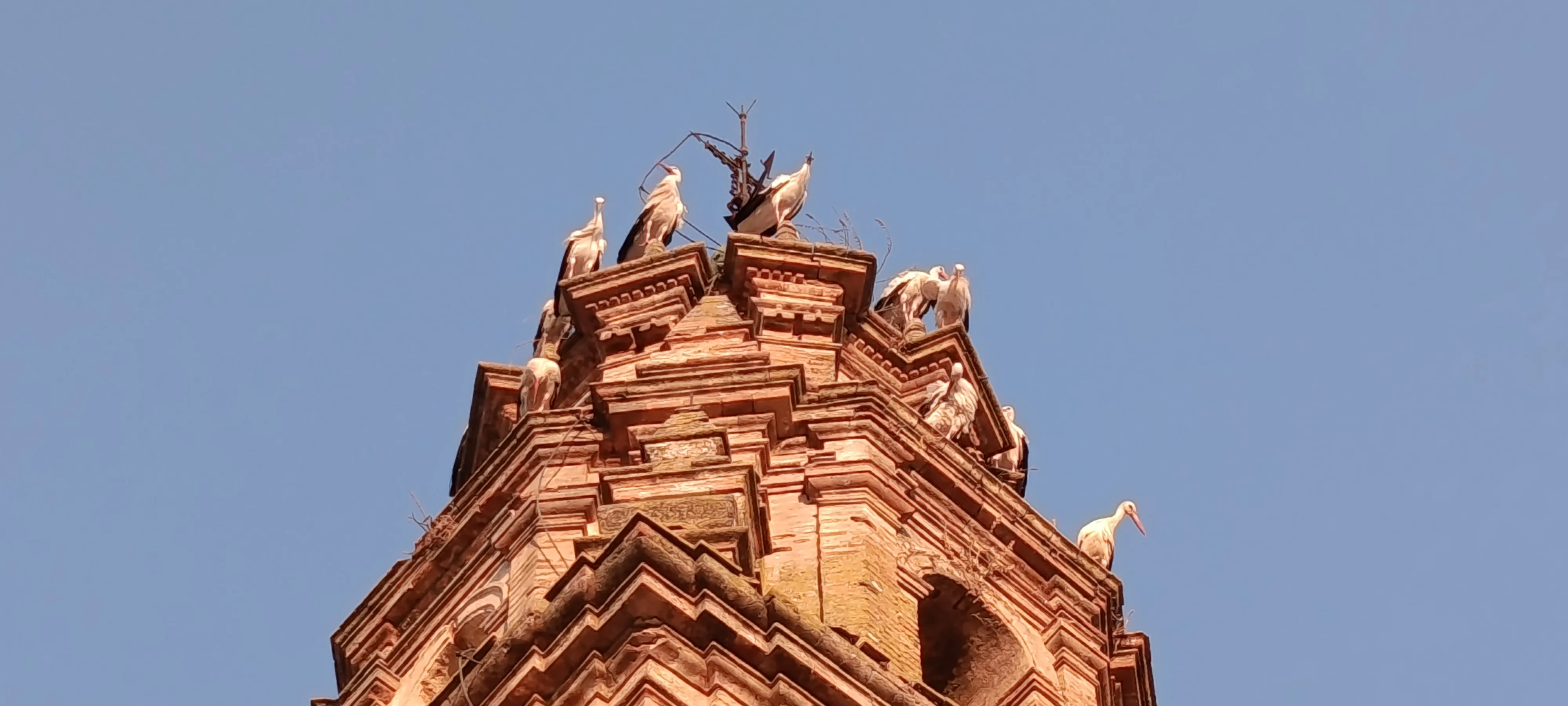 Avistamiento de cigüeñas parando en la Torre de la Iglesia de la Asunción y otros campanarios del pueblo.. Avistamiento de cigüeñas parando en la Torre de la Iglesia de la Asunción y otros campanarios del pueblo..