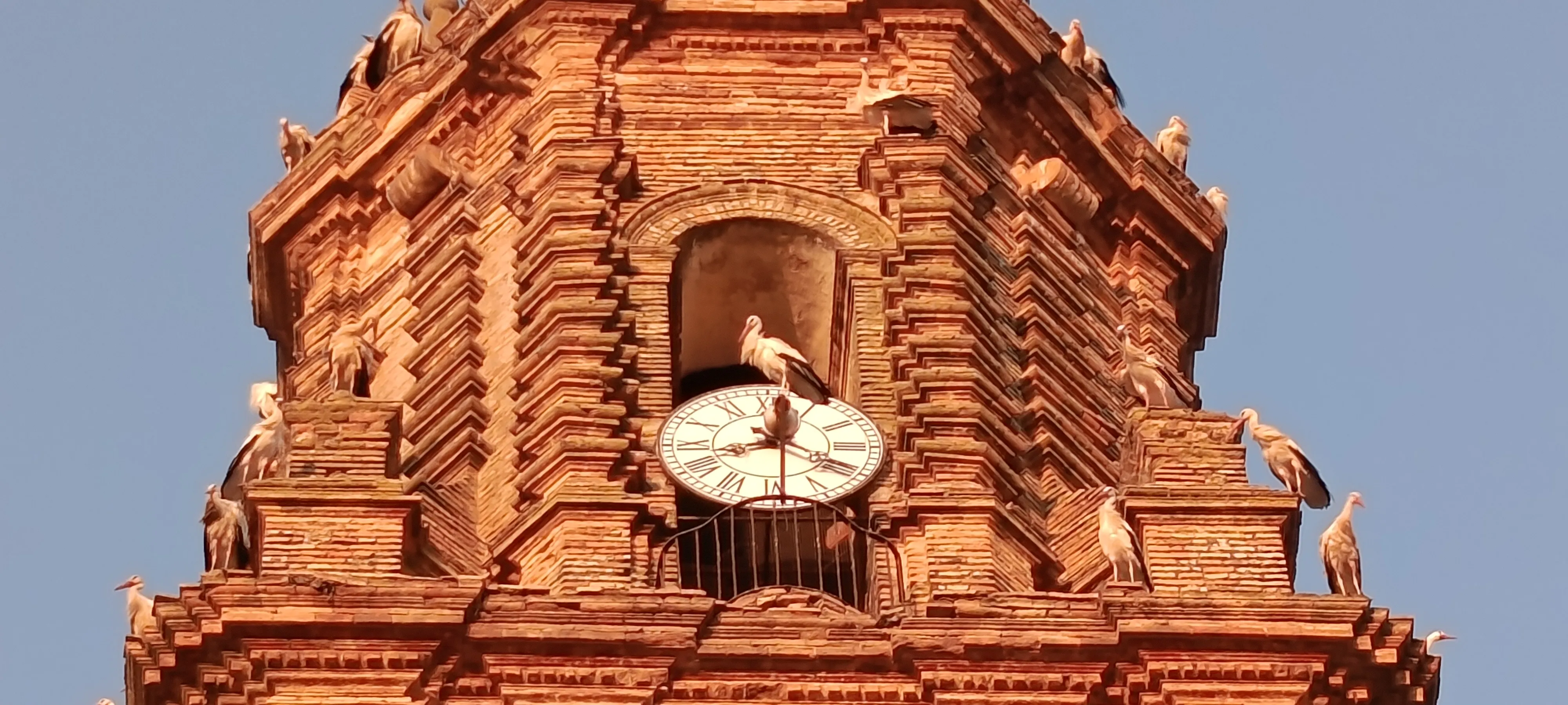 Avistamiento de cigüeñas parando en la Torre de la Iglesia de la Asunción y otros campanarios del pueblo.. Avistamiento de cigüeñas parando en la Torre de la Iglesia de la Asunción y otros campanarios del pueblo..