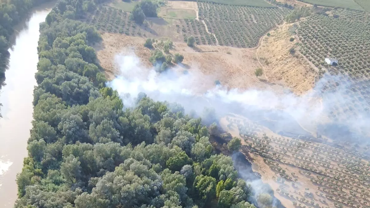 Incendio en la ribera del Guadalquivir entre Montoro y Villa del Río este pasado verano