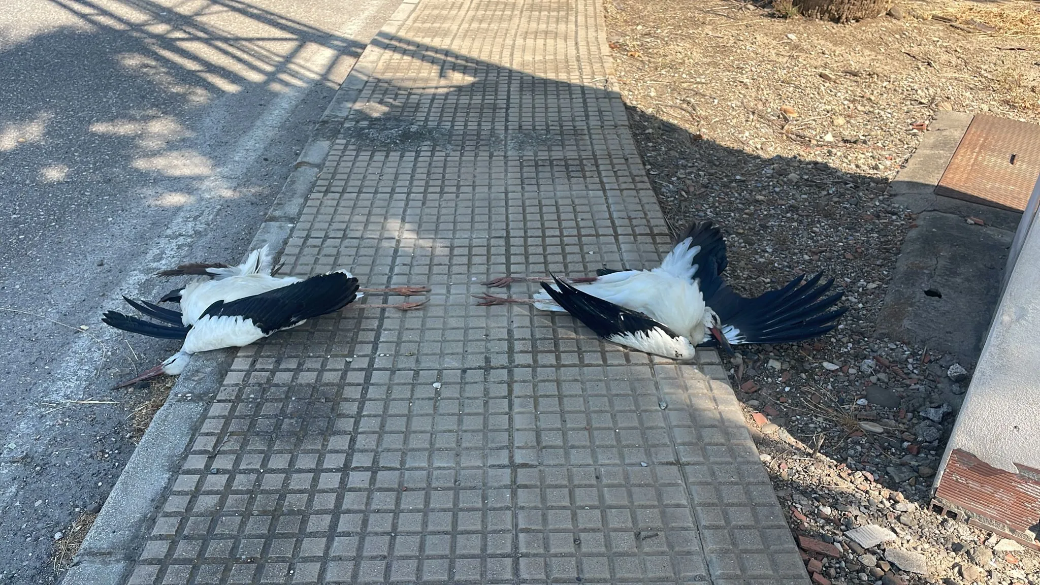 Cigüeñas electrocutadas en Villa del Río