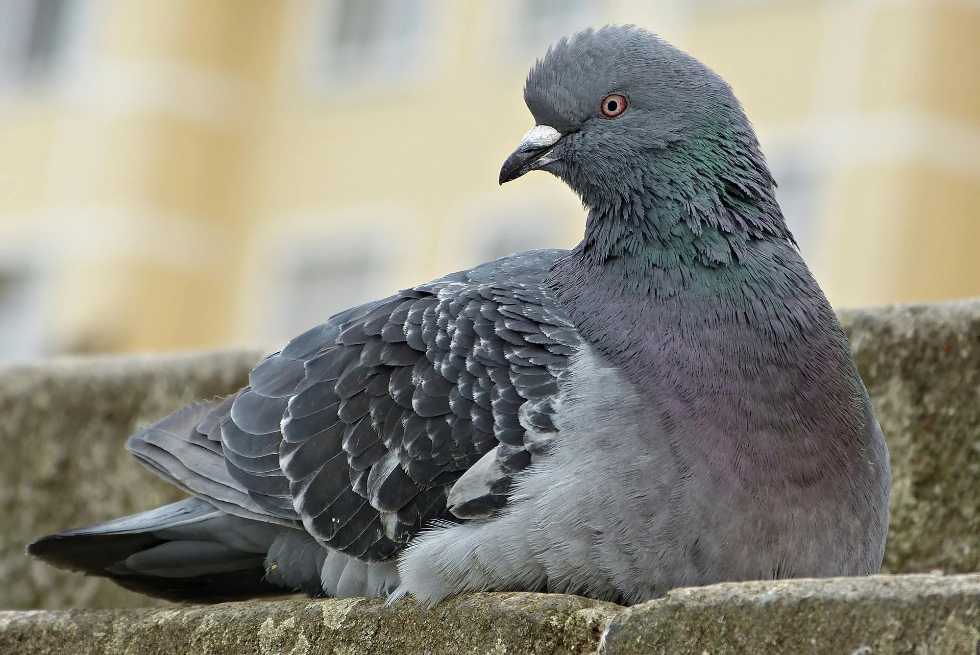 El protocolo establece que hay que evitar el contacto directo con aves en los parques