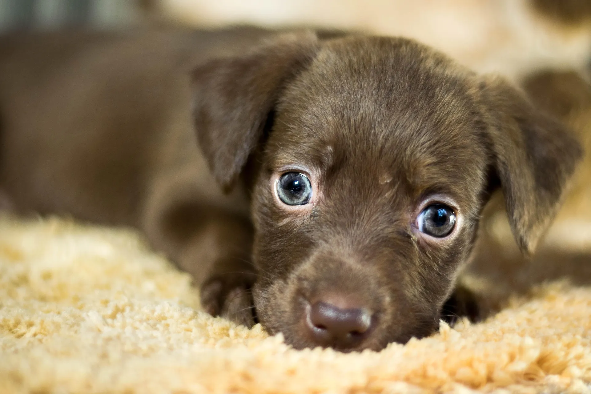 Quien adopte en Andalucía un animal de un centro de acogida podrá deducirse durante tres años el 30% de los gastos veterinarios en su declaración de la renta