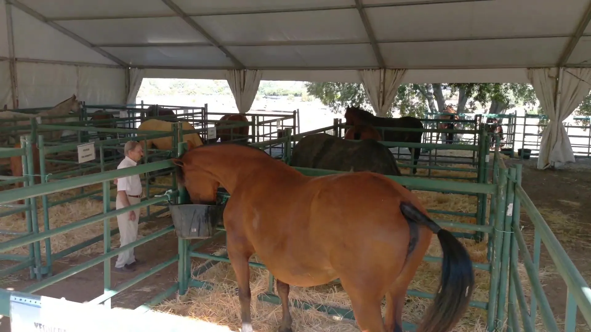 Inauguración de la Feria de Ganado de Montoro