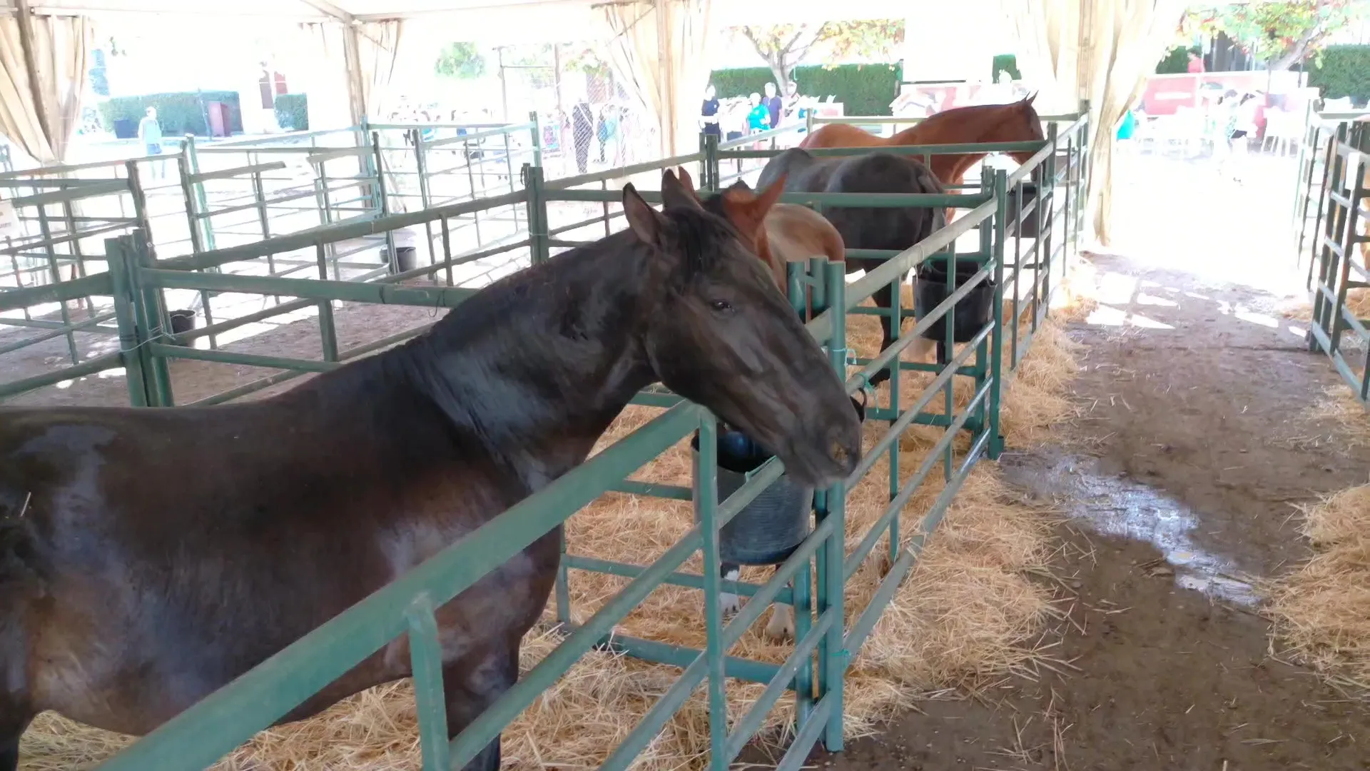 Inauguración de la Feria de Ganado de Montoro