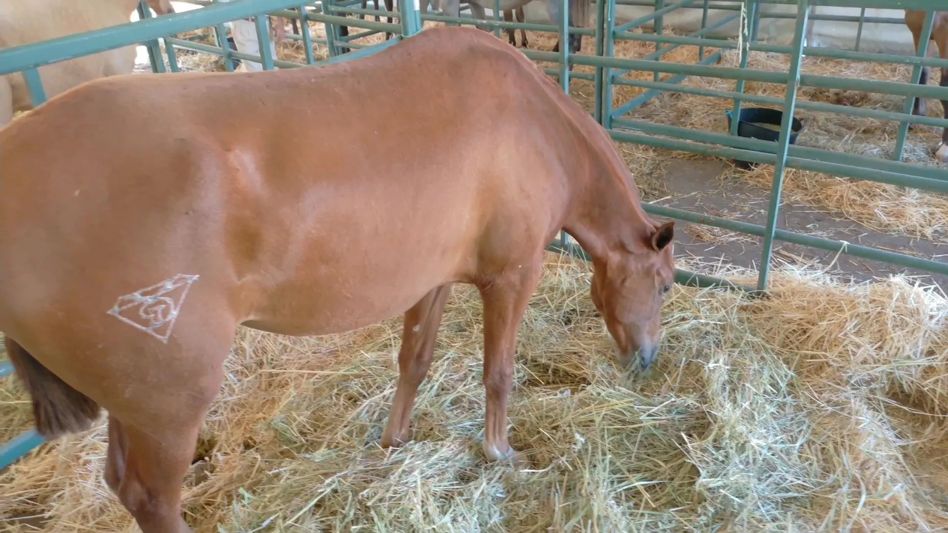 Inauguración de la Feria de Ganado de Montoro