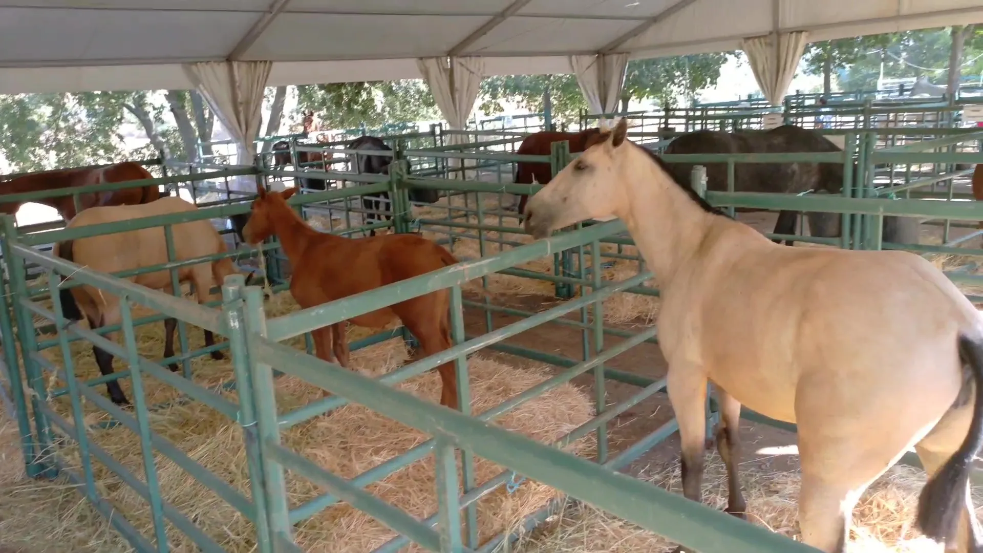 Inauguración de la Feria de Ganado de Montoro