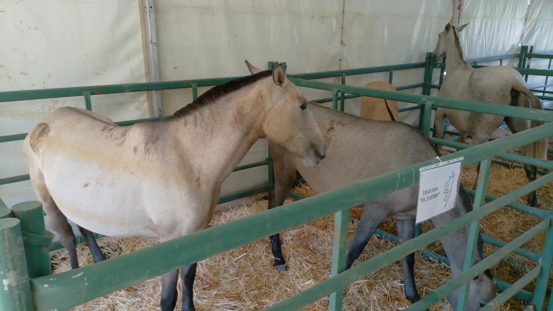 Inauguración de la Feria de Ganado de Montoro