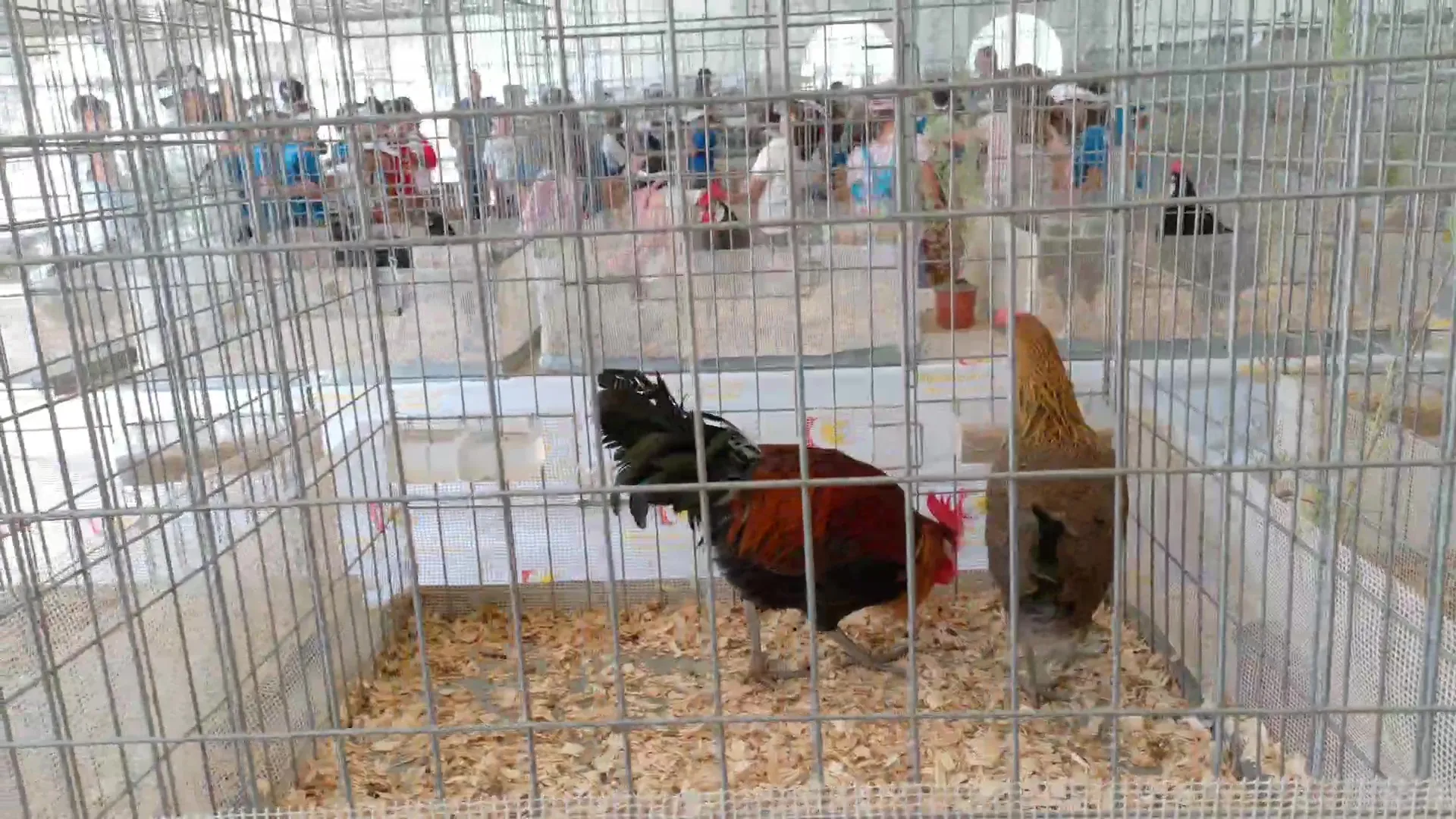 Inauguración de la Feria de Ganado de Montoro