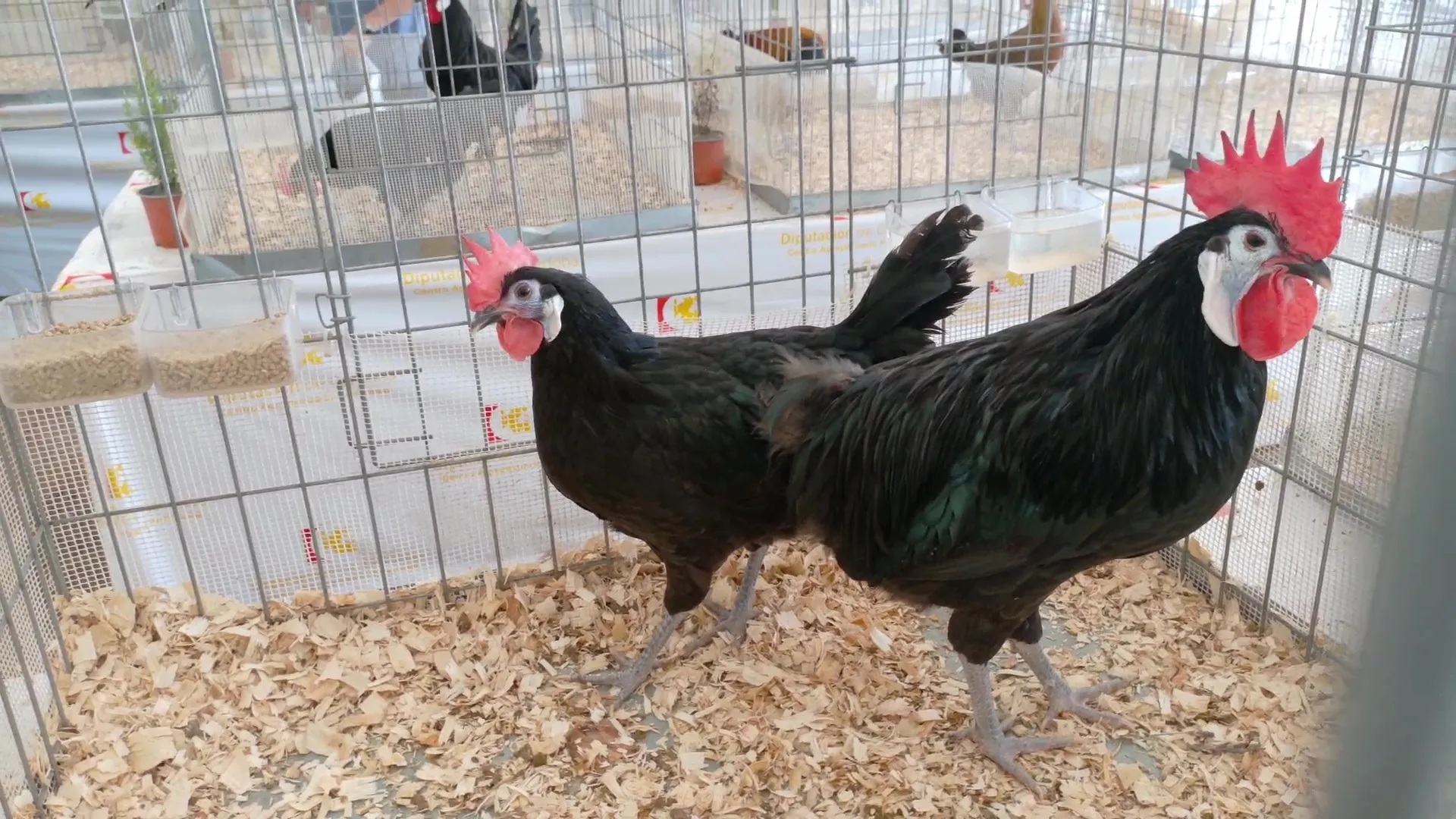 Inauguración de la Feria de Ganado de Montoro