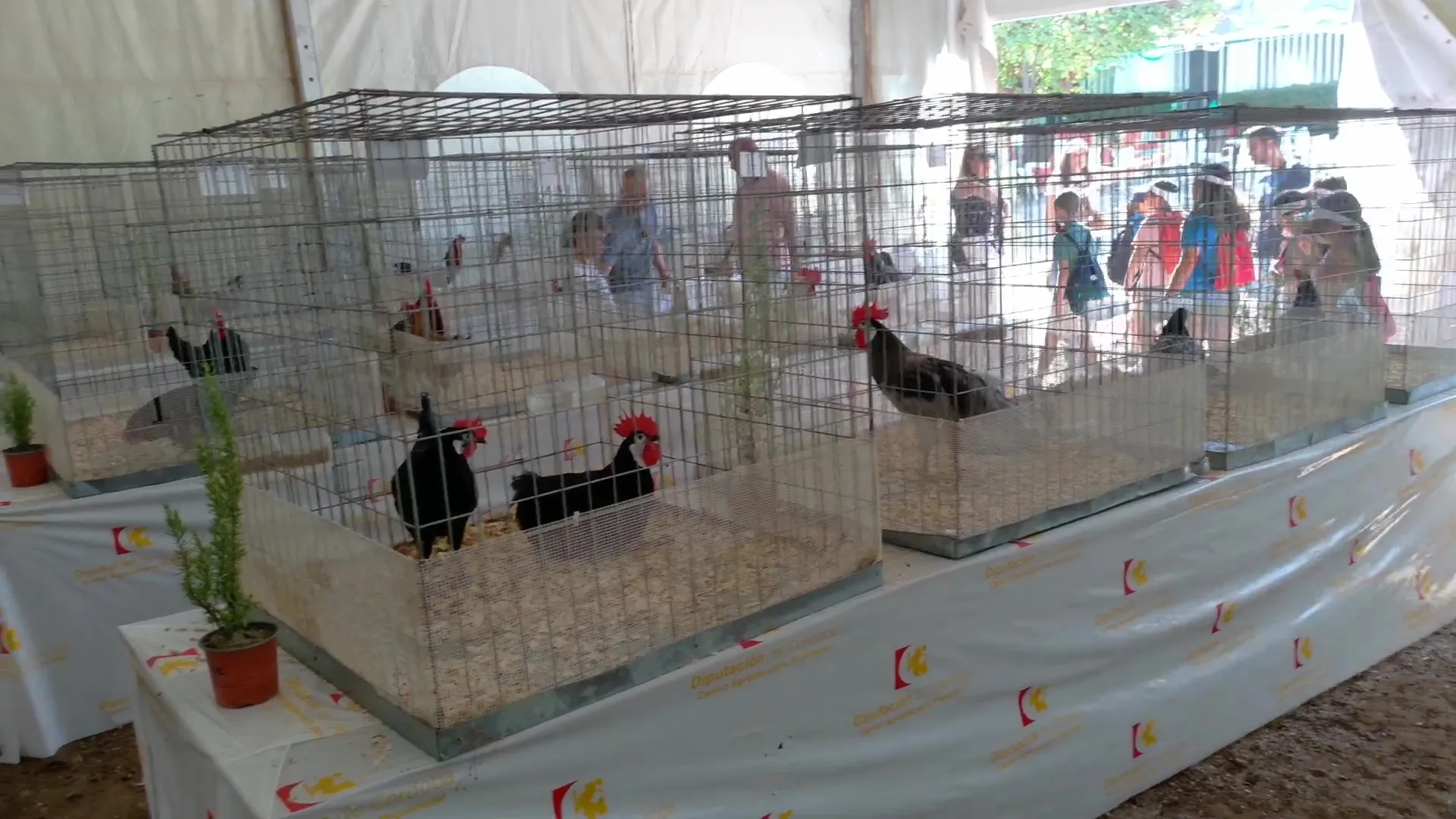 Inauguración de la Feria de Ganado de Montoro