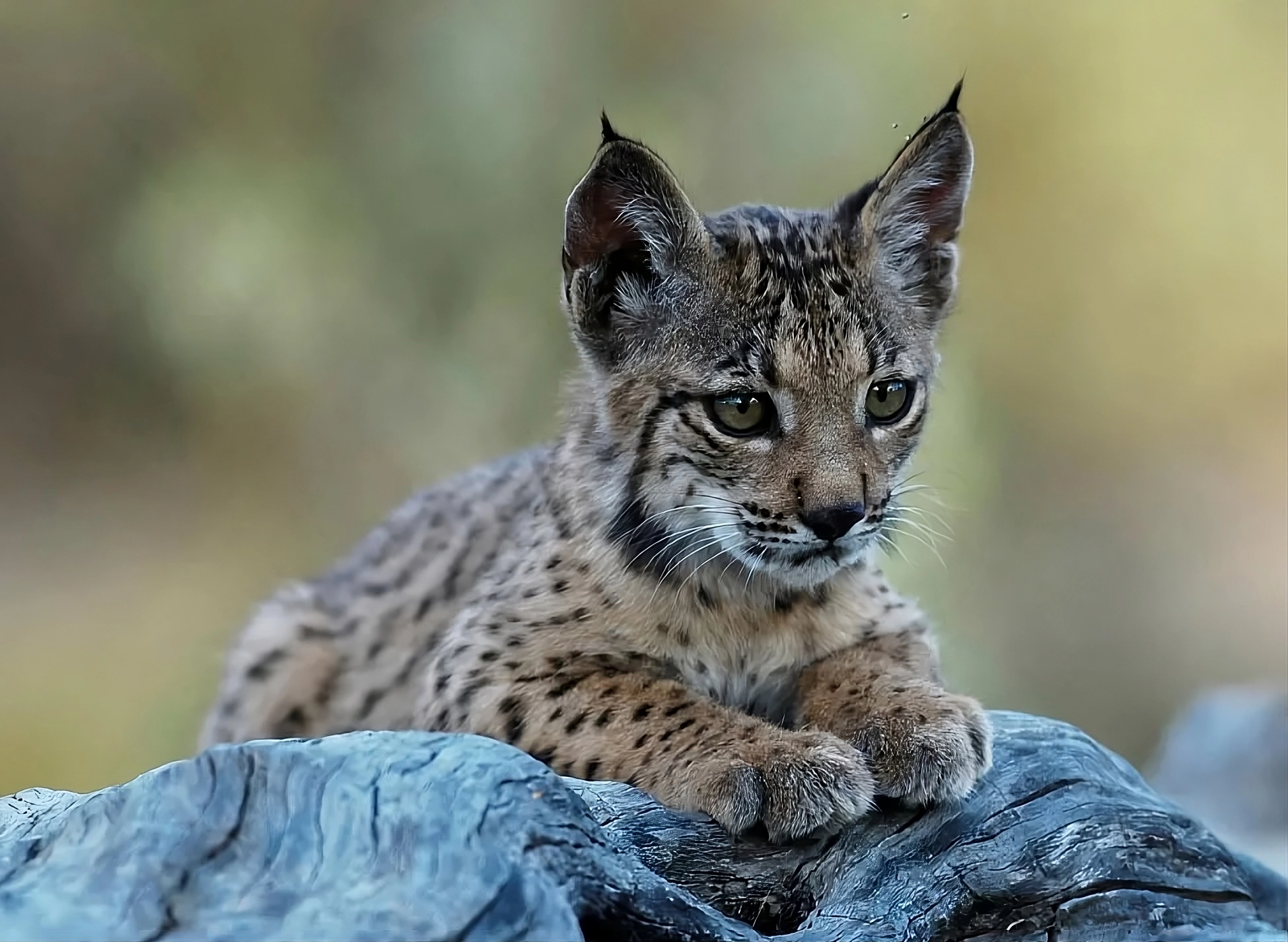 Cría de lince ibérico.