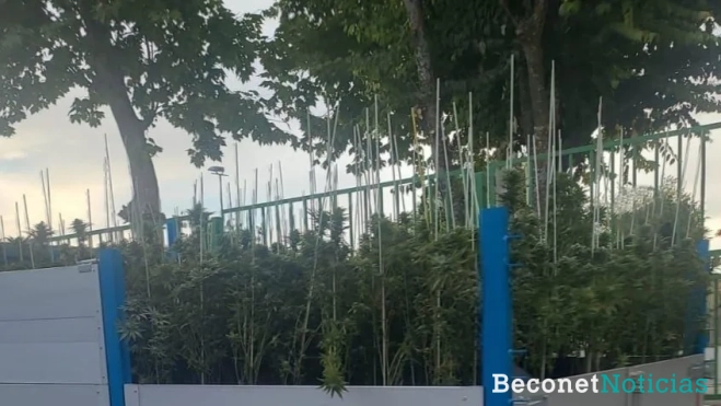 Plantas intervenidas en la operación desarrollada en Bujalance