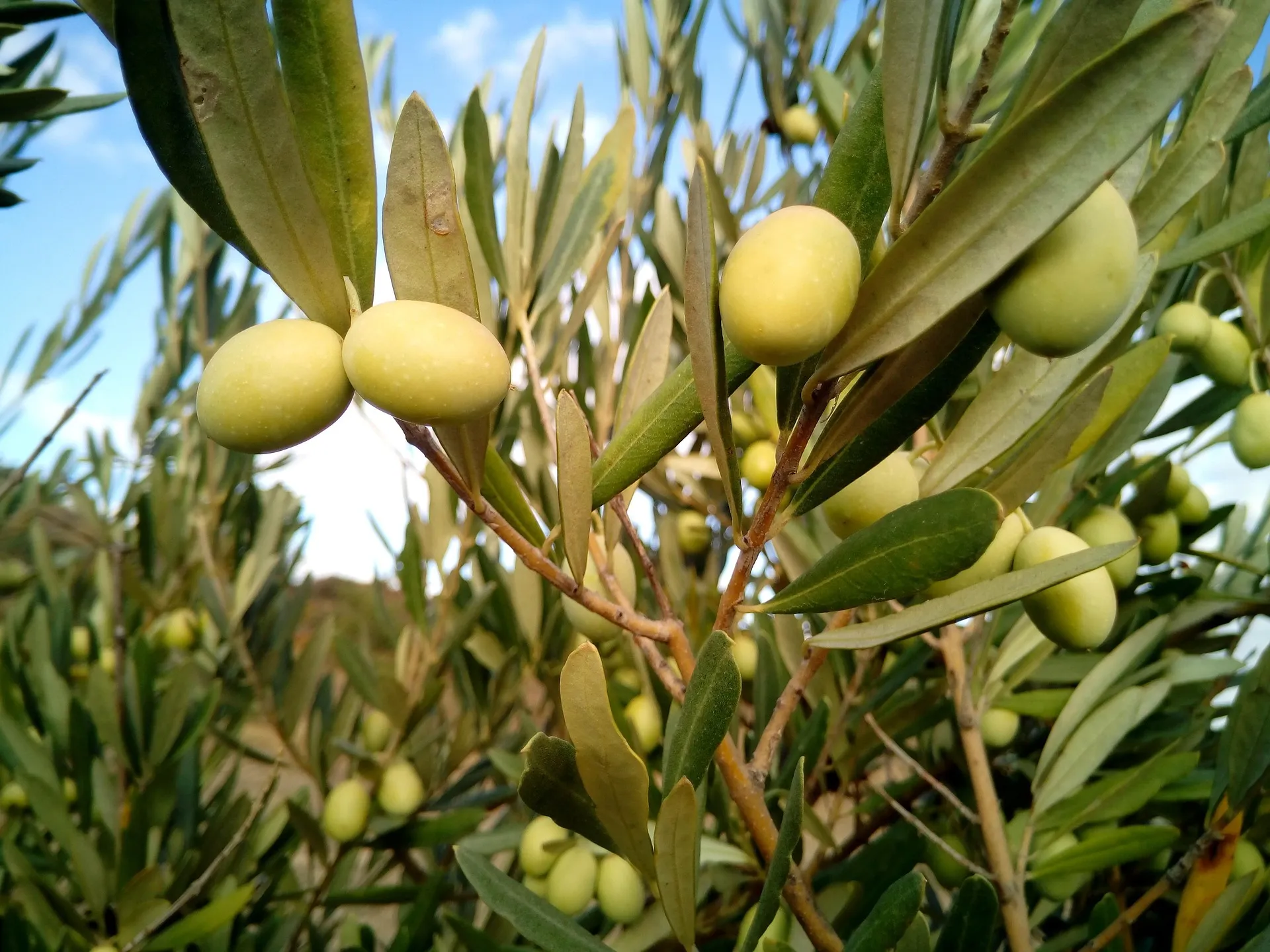 Olivar dando sus frutos.
