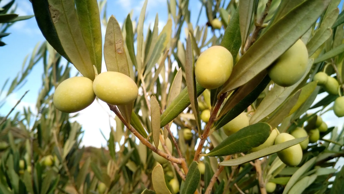 Olivar dando sus frutos. Olivar dando sus frutos.