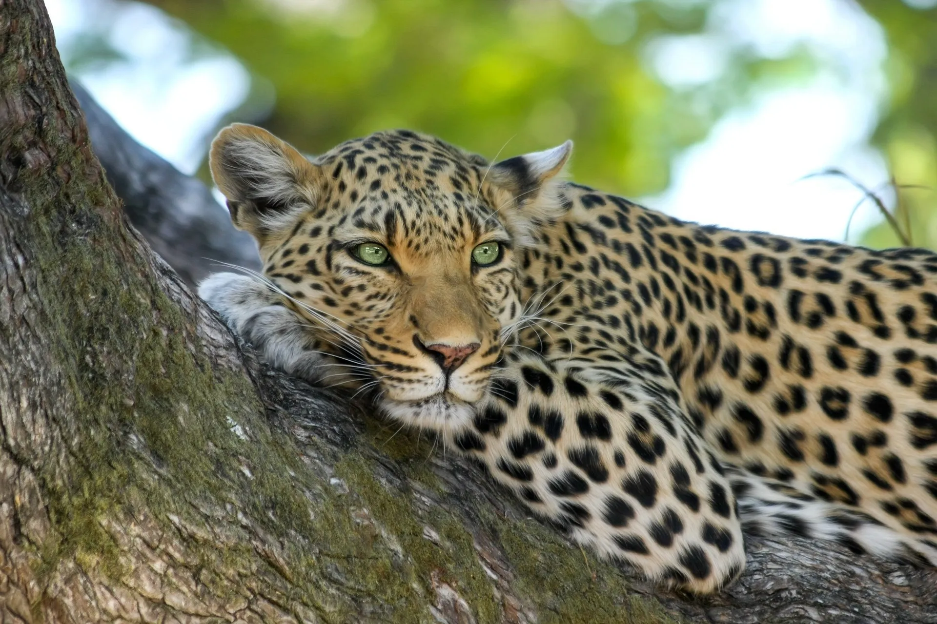 Un leopardo, uno de los animales más utilizados para los últimos videos virales realizados con IA