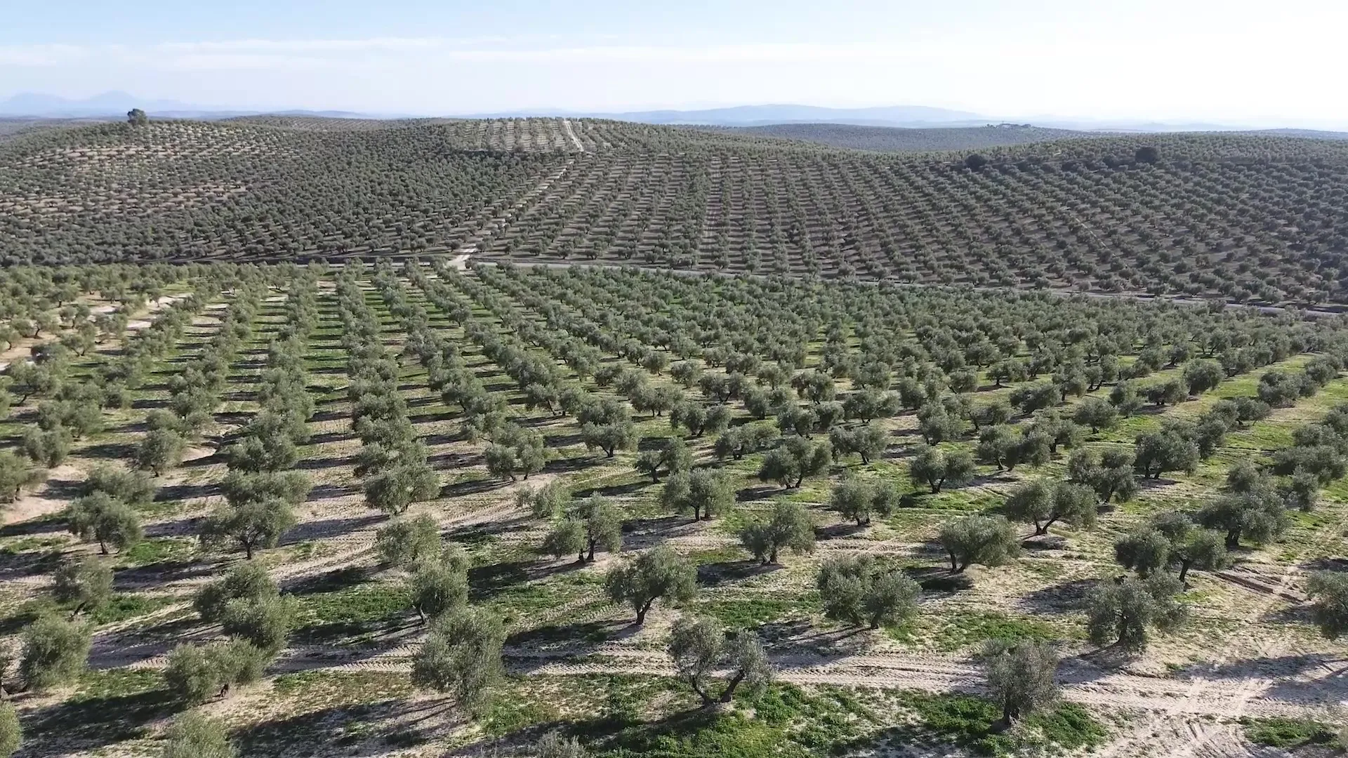 El coste medio de producir aceite se ha incrementado cerca de un 57% en los últimos seis años
