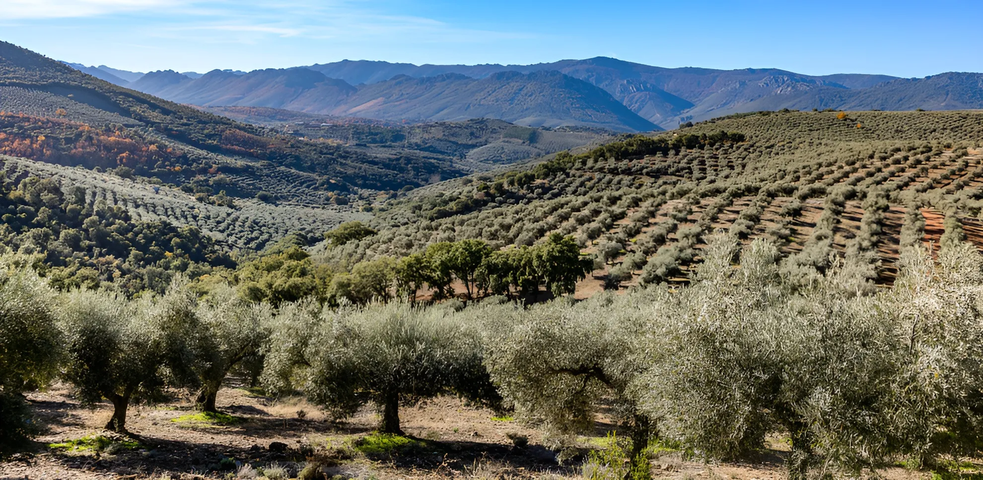Mar de olivos Mar de olivos