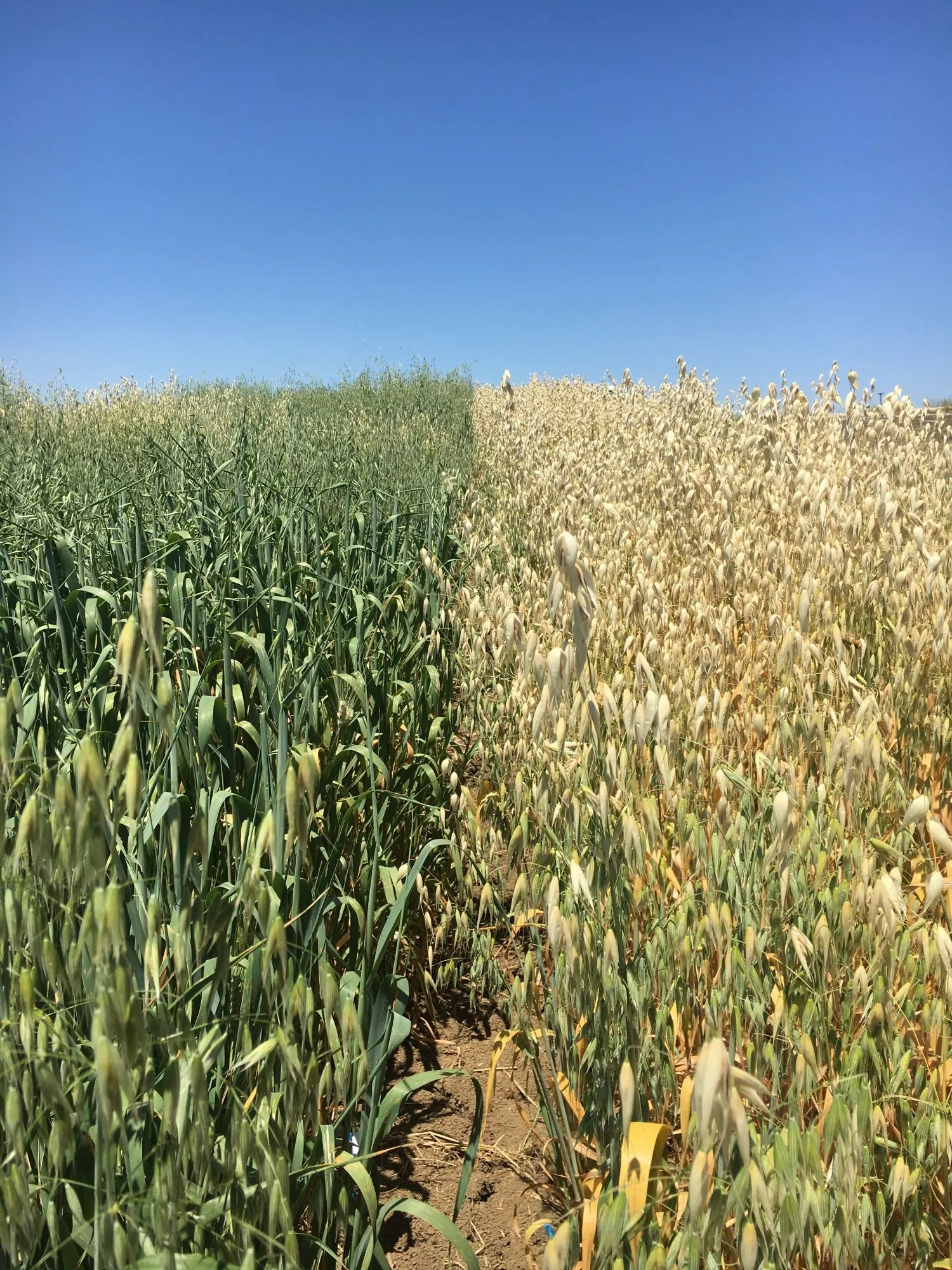 Campos de Avena, cereal del que se ha descubierto el genoma al completo.