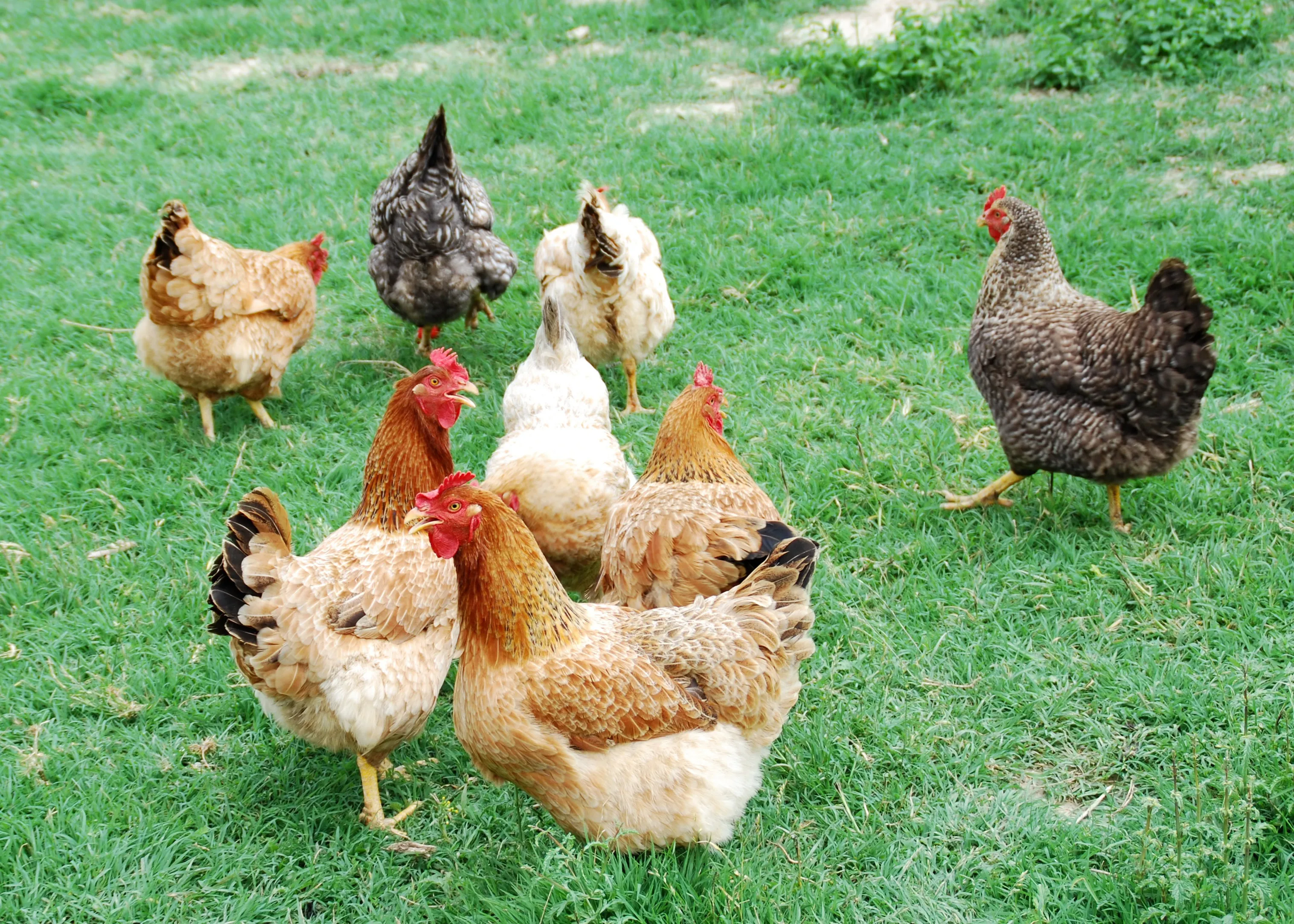Las gallinas al aire libre será una imagen que dejaremos de ver por la nueva ley.