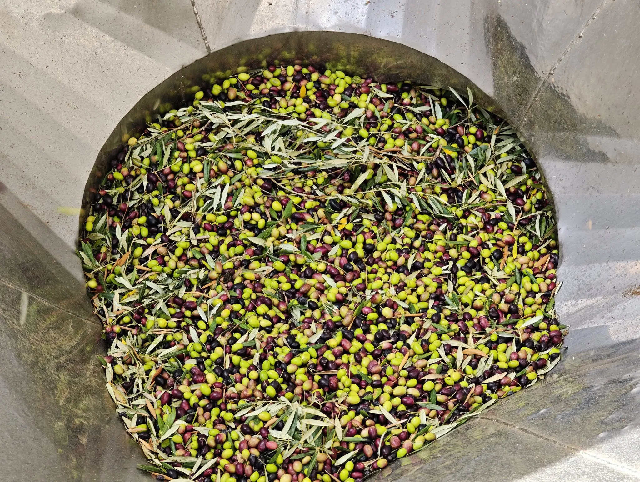 La Cooperativa Nuestra Señora del Sol de Adamuz moderniza su maquinaria y mejora la calidad de su AOVE gracias al apoyo de los fondos LEADER