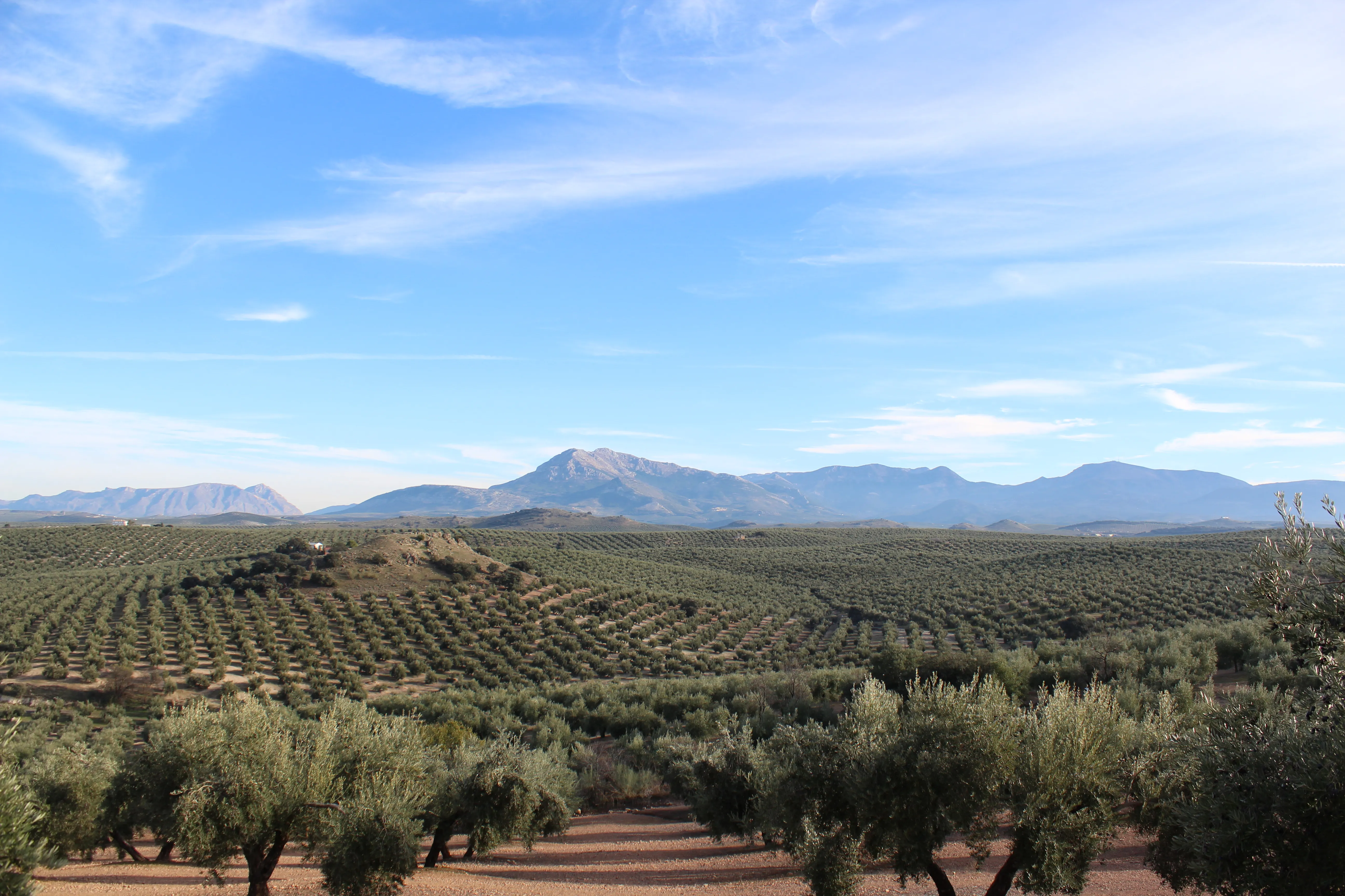 Paisaje de olivar en la provincia de Jaén.