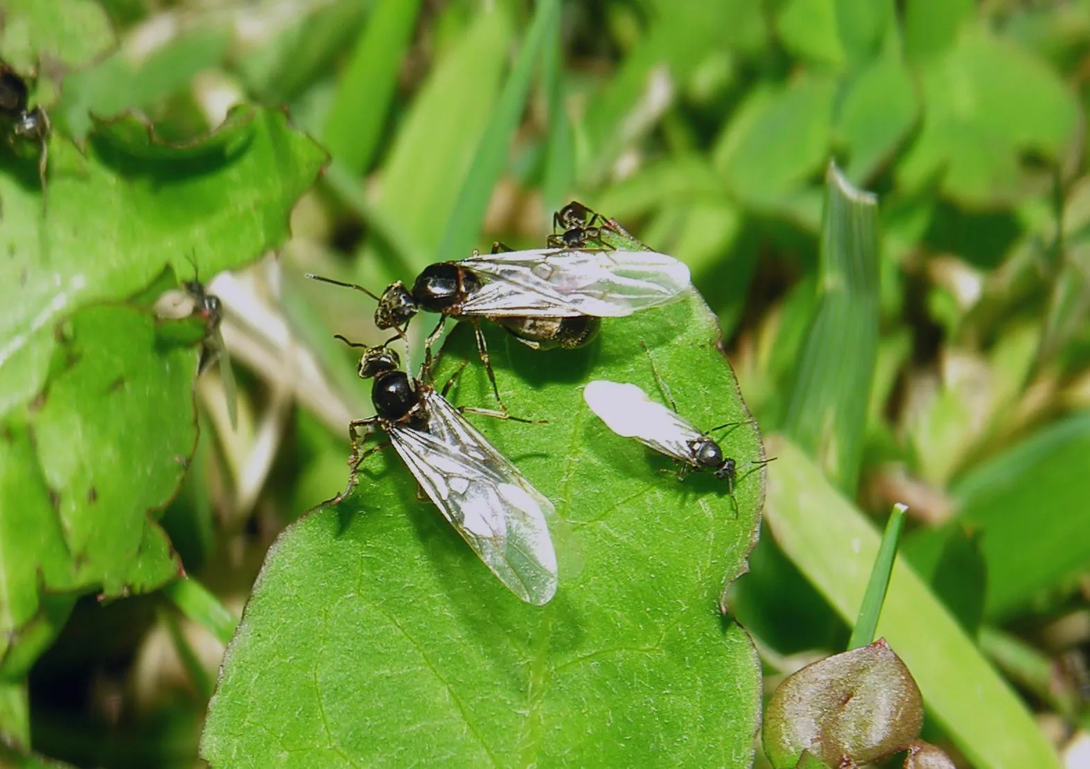 Estos insectos aprovechan la tierra blanda tras las lluvias para excavar sus nuevos nidos y garantizar su supervivencia.