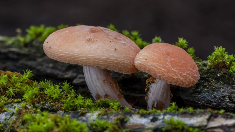 La fotografía micológica es ya considerada por muchos un género propio y especializado.