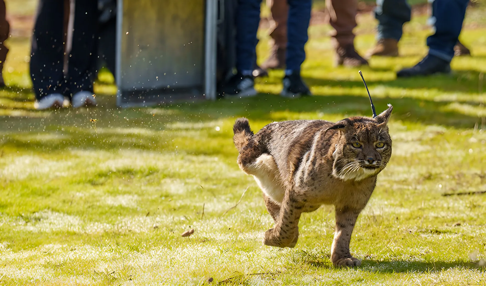 Suelta de Kai en el paraje de Valderragos en Adamuz. Foto: Junta de Andalucía