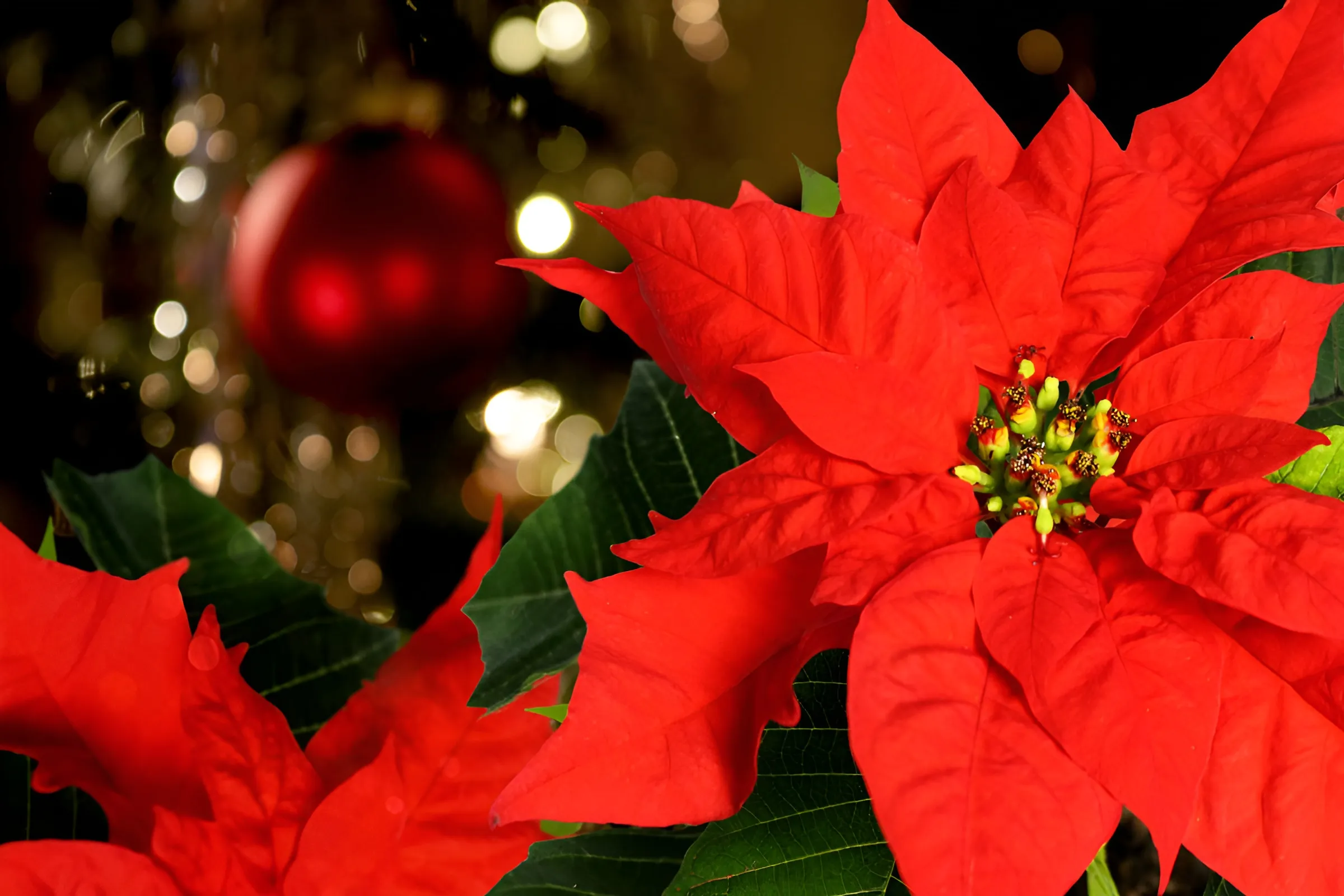 La flor de pascua, un elemento decorativo que no puede faltar en estas fiestas