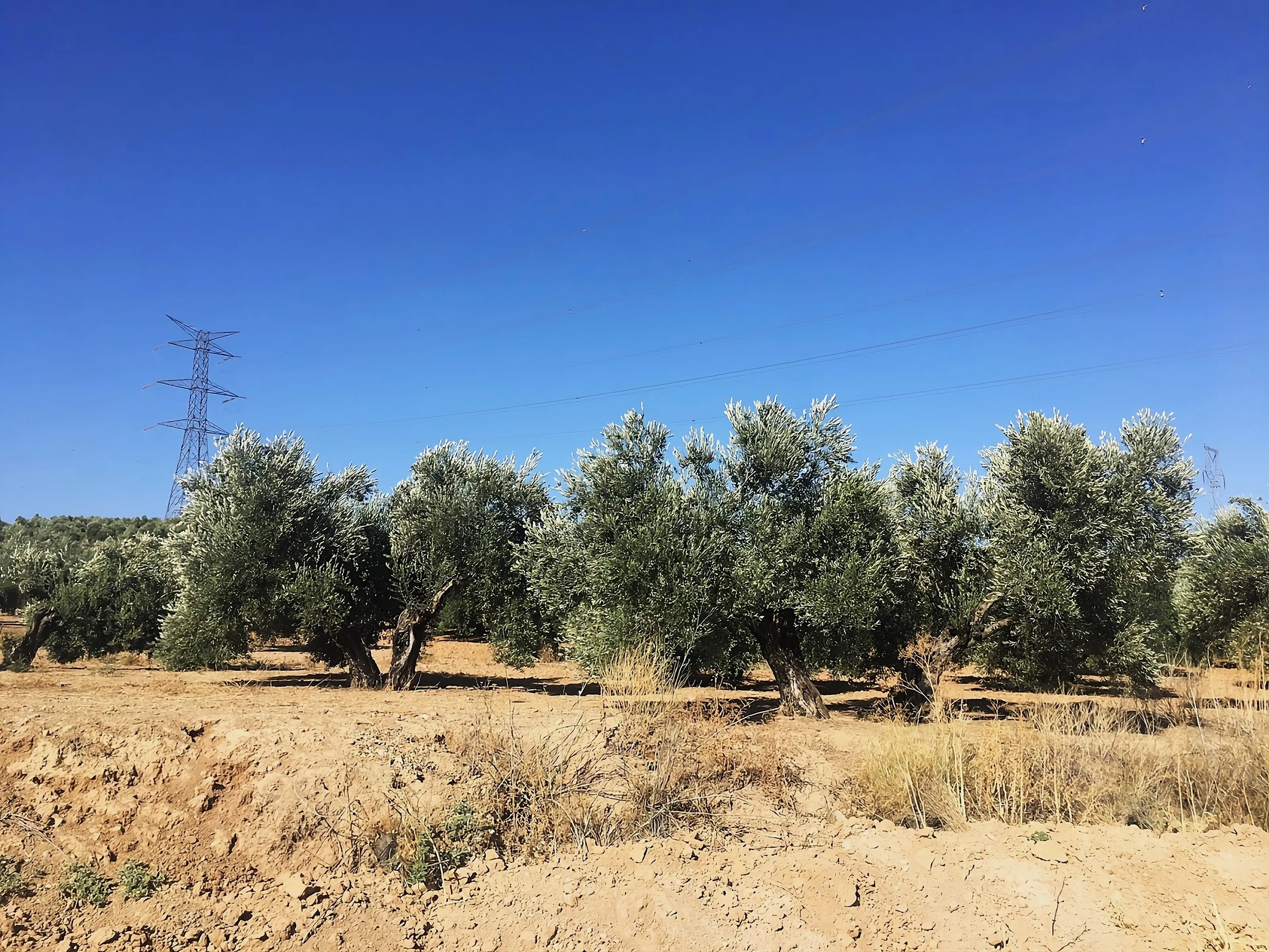 Finca de olivar en el término municipal de Lopera. Foto: Antonio Marín